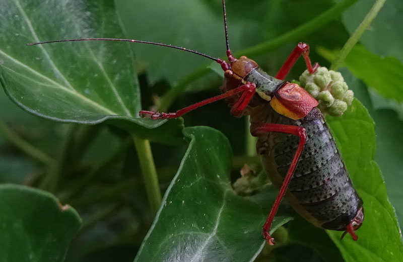 Barbitistes alpinus - Phaneropteridae (maschio)